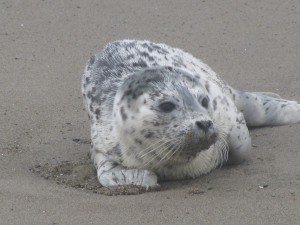 Baby seal spotted at Gleneden Beach on the Oregon coast.