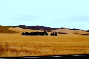 Harvested Wheat Fields