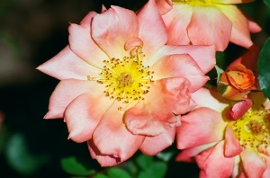 Pink Rose, Bush House Gardens, Salem, Oregon, 2009