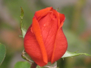 Orange Rose Bud, 2009