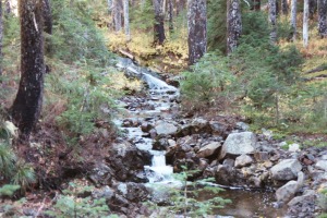 Indian Heaven Wilderness Stream, Summer 2002
