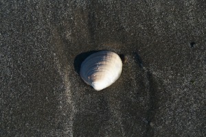 Clam Shell in Black Sand, June 2003